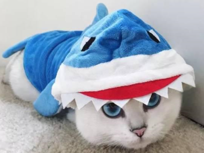 快手5万粉丝每月挣多少?月入好几万是真的吗?-电商之家